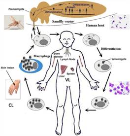 D:\Mukesh Samant 2006-07\Mukesh thesis\Thesis figures\Life cycle of Leishmania.jpg